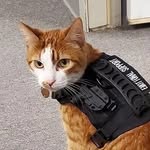 thecaptain_policecat profile picture