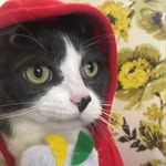 the_captastic_cappy profile picture