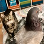the_cat_and_the_rat profile picture