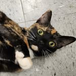 thecathouseonthekings profile picture