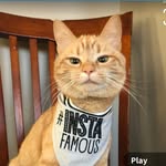 the_cat_named_carrot profile picture