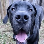 thecato_adventures profile picture