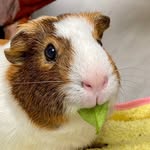 thecavydiary profile picture