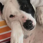 thecenterforanimalwellness profile picture