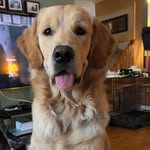 theched profile picture