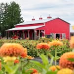 thechefsgarden_farmmarket profile picture