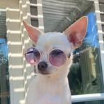 thechipenelope profile picture