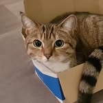 thechloethecat profile picture