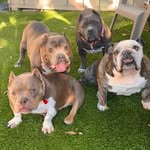 thechonkettes profile picture