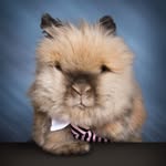 thechoobiemons profile picture