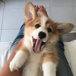 thecorgi_nugget profile picture