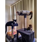 thecrazycatsofaus profile picture