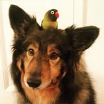 thecreatureparade profile picture