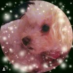 thecricketsociety profile picture