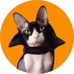 thedarklord.cat profile picture
