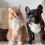 thedashingfrenchie profile picture