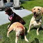 thedavis_doggos profile picture