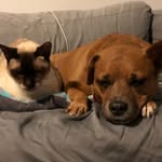 thedegrassidog profile picture