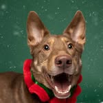 thedog.griffin profile picture