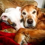 the_dog_house5 profile picture