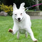 thedogindie profile picture