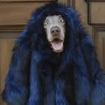 thedogstyler profile picture