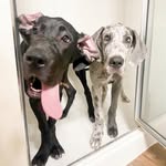 theearpbrothers profile picture
