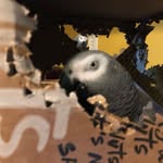 the_feathered_musketeers profile picture