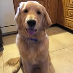 the_golden_brody profile picture