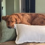 thegoldenn_nala profile picture