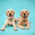 the_goldy_brothers profile picture