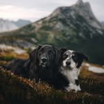 thegoodmutt profile picture