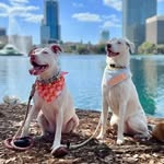 thegossipdogs profile picture