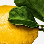 thegourmand profile picture