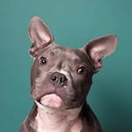 thegraypotato_ profile picture