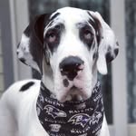 the_great_aspen profile picture