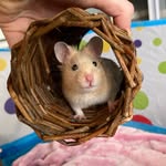 thehamsterstation profile picture