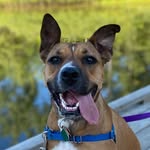 thehazelpup profile picture