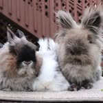 thehomebunnies profile picture