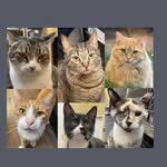 thehospitalcats profile picture