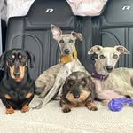 thehotdogsofhackney profile picture
