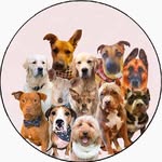 thehoundhouse_official profile picture