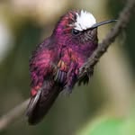thehummingbirdphotographer profile picture