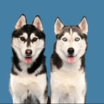 thehuskymoon profile picture