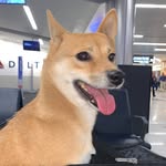theinuclub profile picture