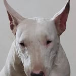 thejazzgagan profile picture
