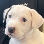 thekanareeceallen profile picture