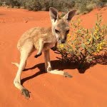 thekangaroosanctuary profile picture