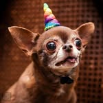 the_kardoggians profile picture