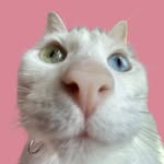 the_khaleesicat profile picture